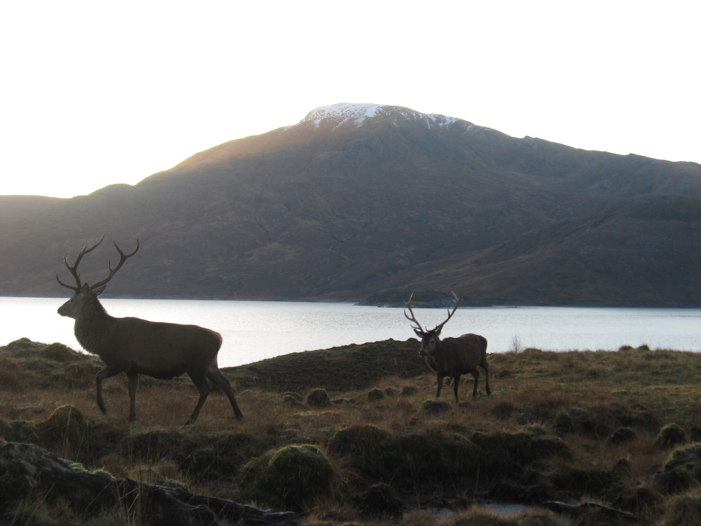MONARCHS OF THE GLEN: Stags on the shore of Loch Quoich with Gairich as a backdrop