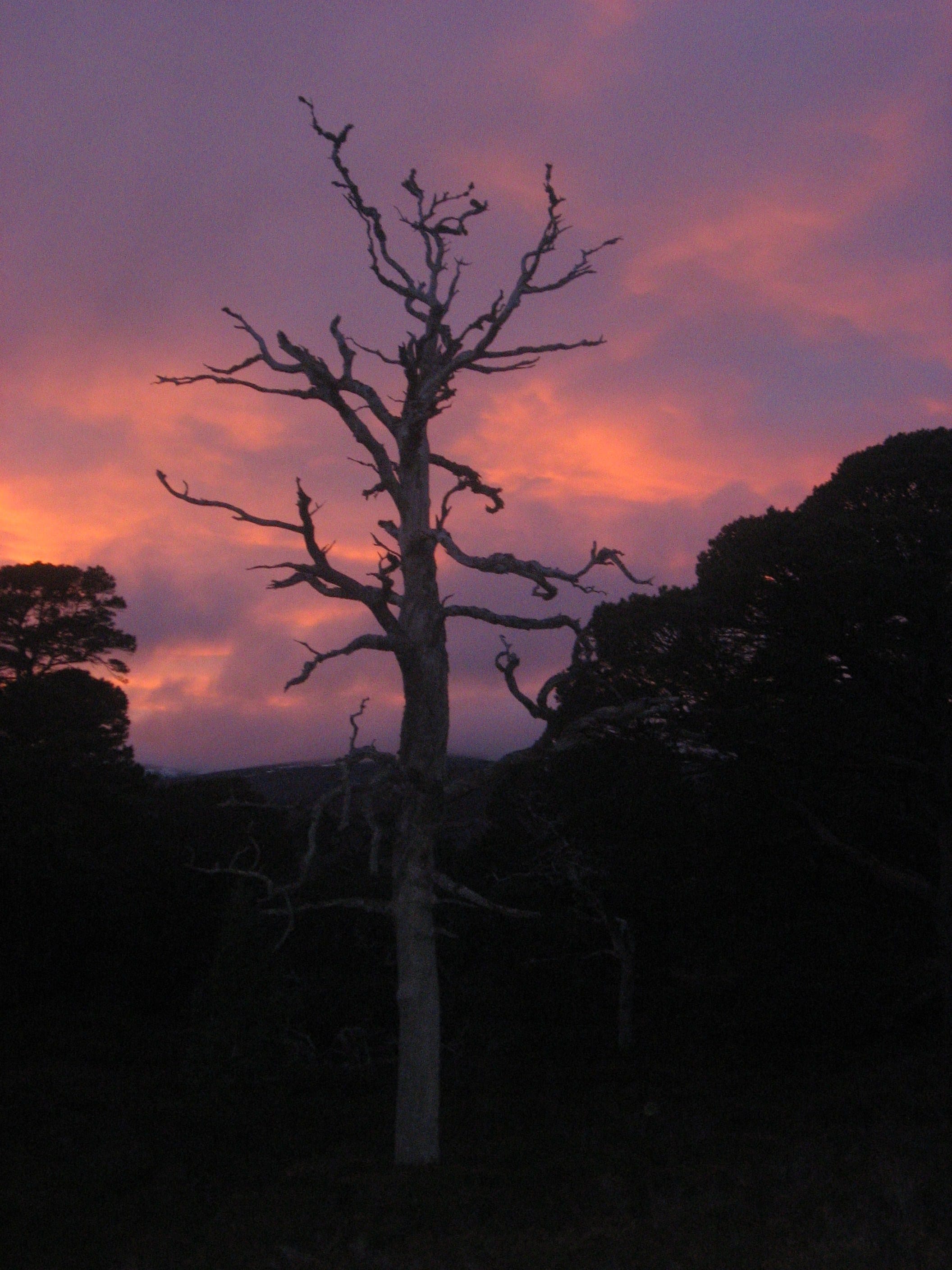 TREEMENDOUS: Night sky in forest