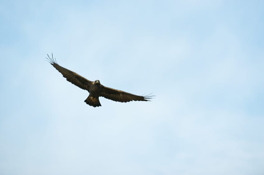WING COMMANDER: There's no better sight in the wilds of Scotland than a golden eagle in full flight 