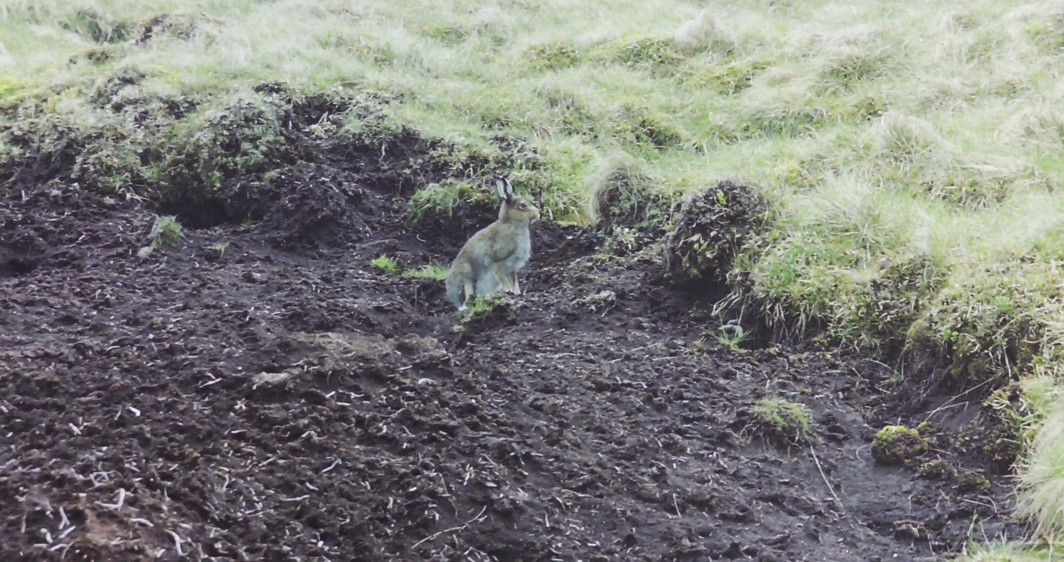 UNLIKELY SAVIOUR: Hare