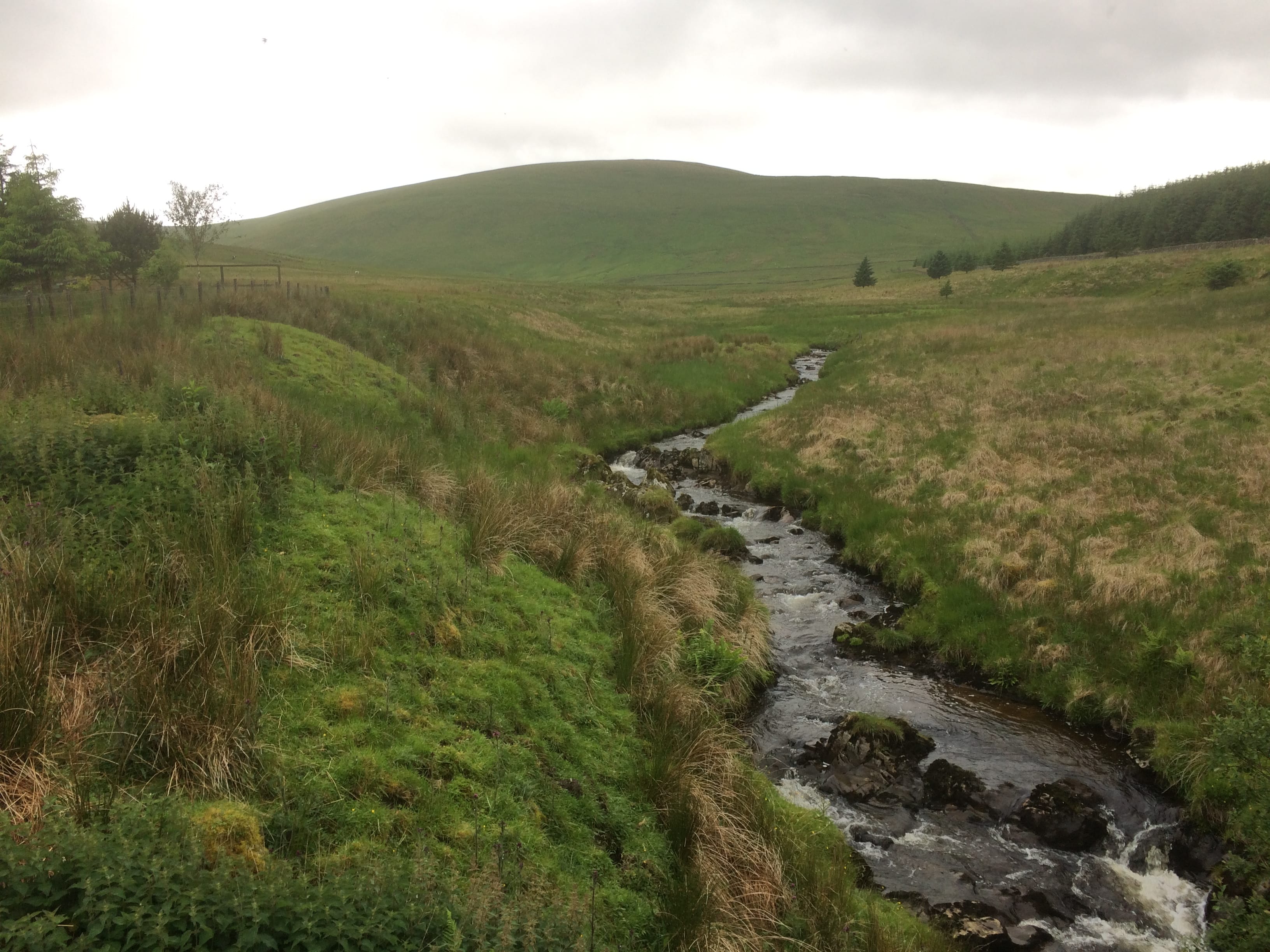 A VIEW AT LAST: Comb Law