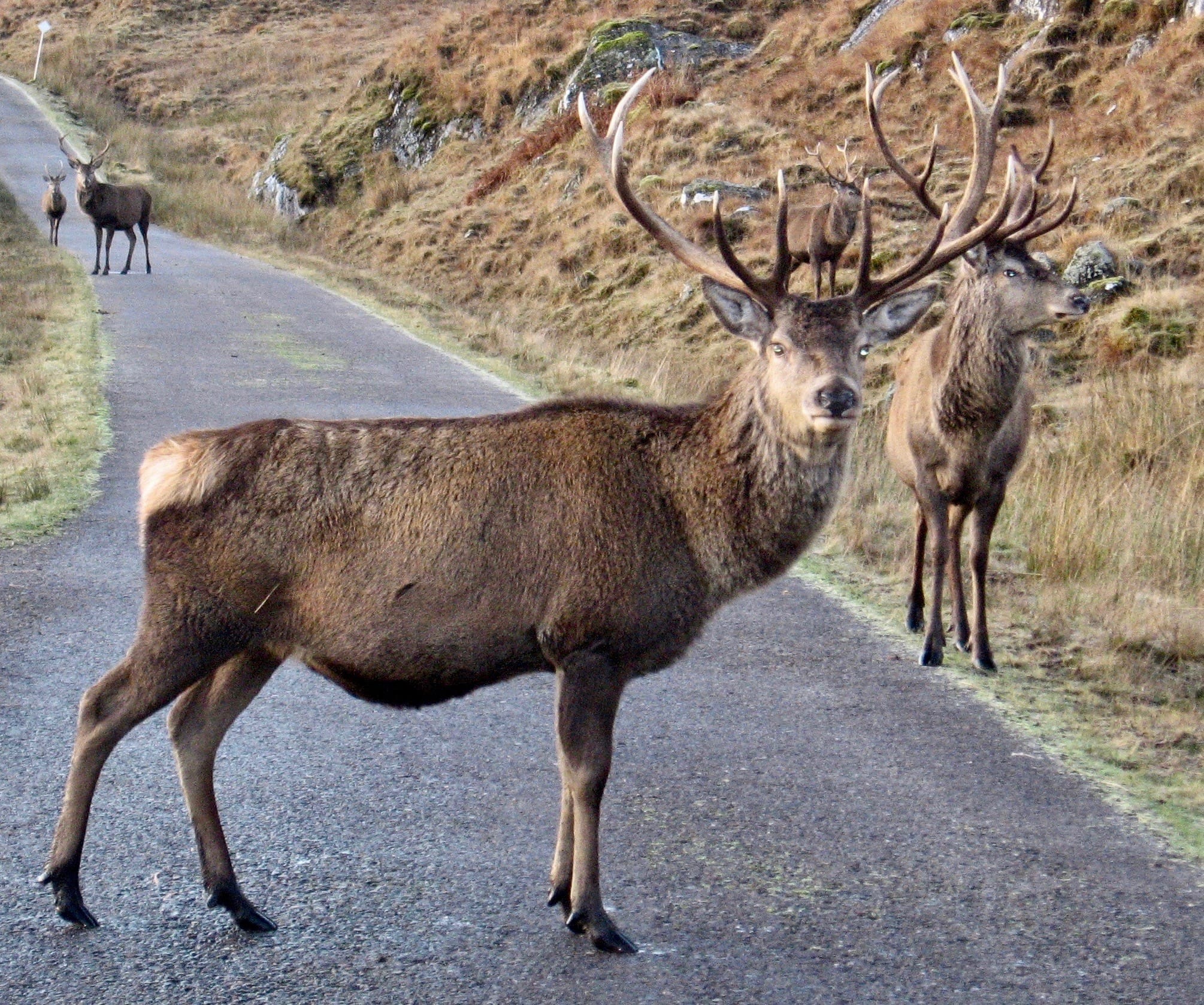 FEEDING TIME: Stag party