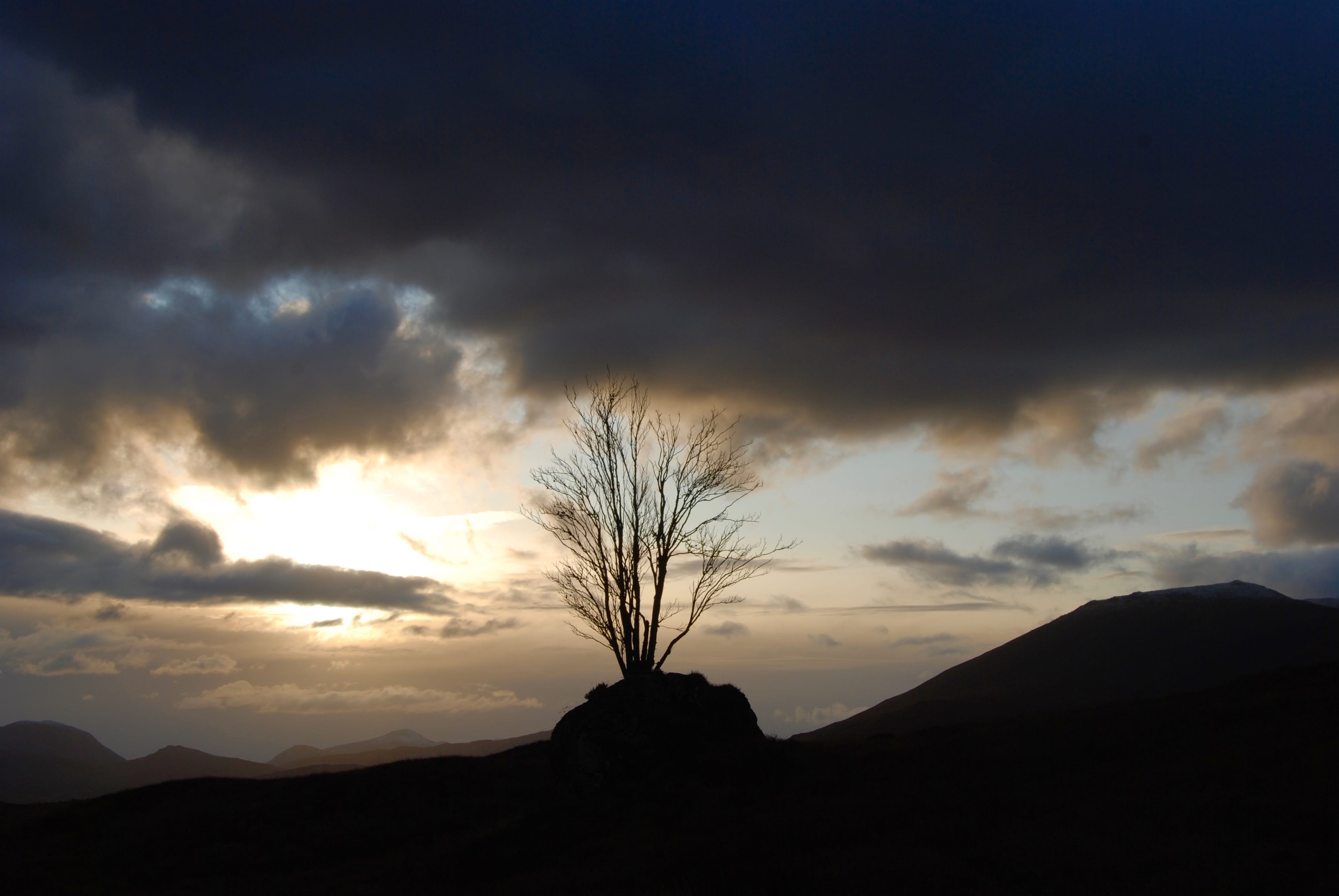 TREE OF LIFE: The Rannoch Rowan, that lone tree which grows out of a huge boulder, showing its best winter evening collection