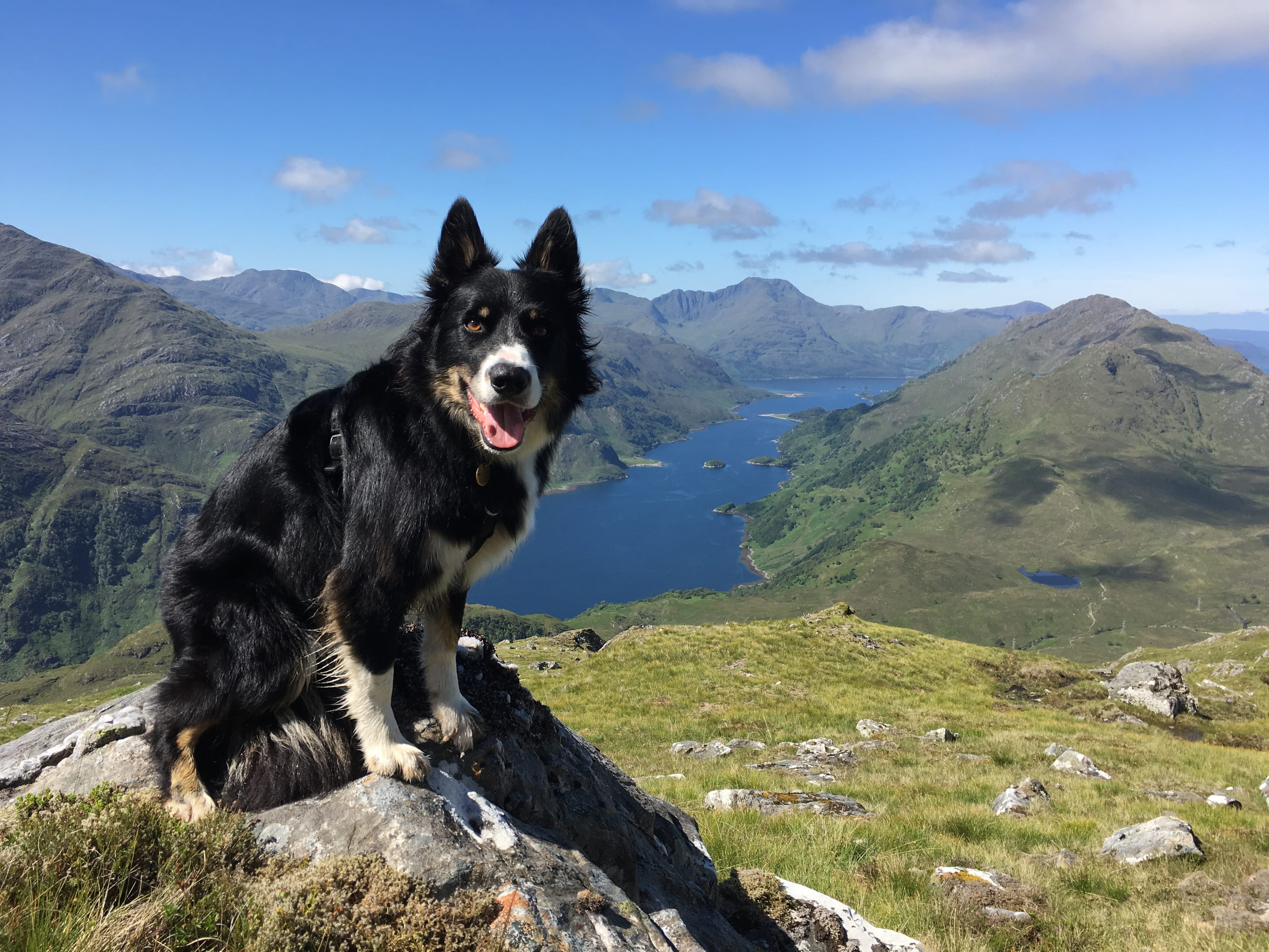 'EXTREME WALKIES: Ralph enjoys a well-earned seat on the woof of Scotland as he heads towards a finish on the Grahams'